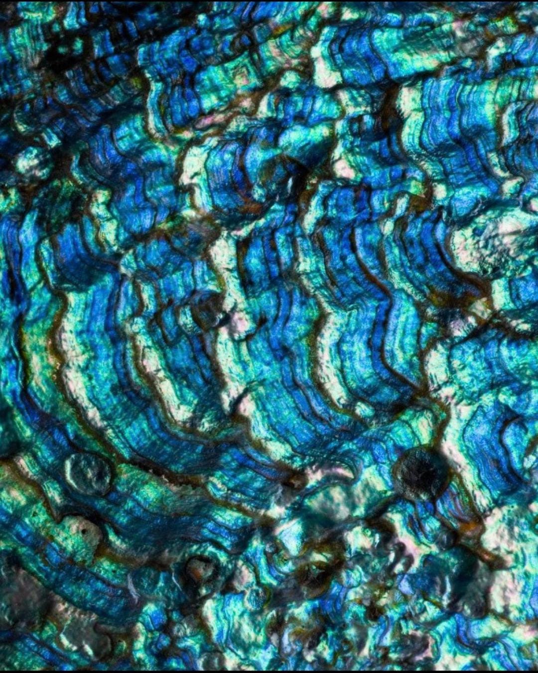 Abalone Shell Statement Earrings